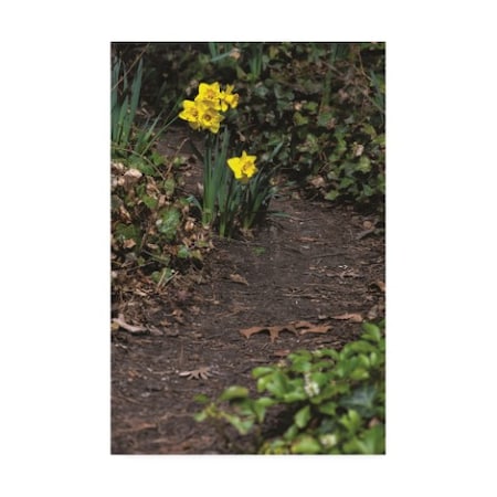 Kurt Shaffer Photographs 'Daffodil Trail' Canvas Art,12x19